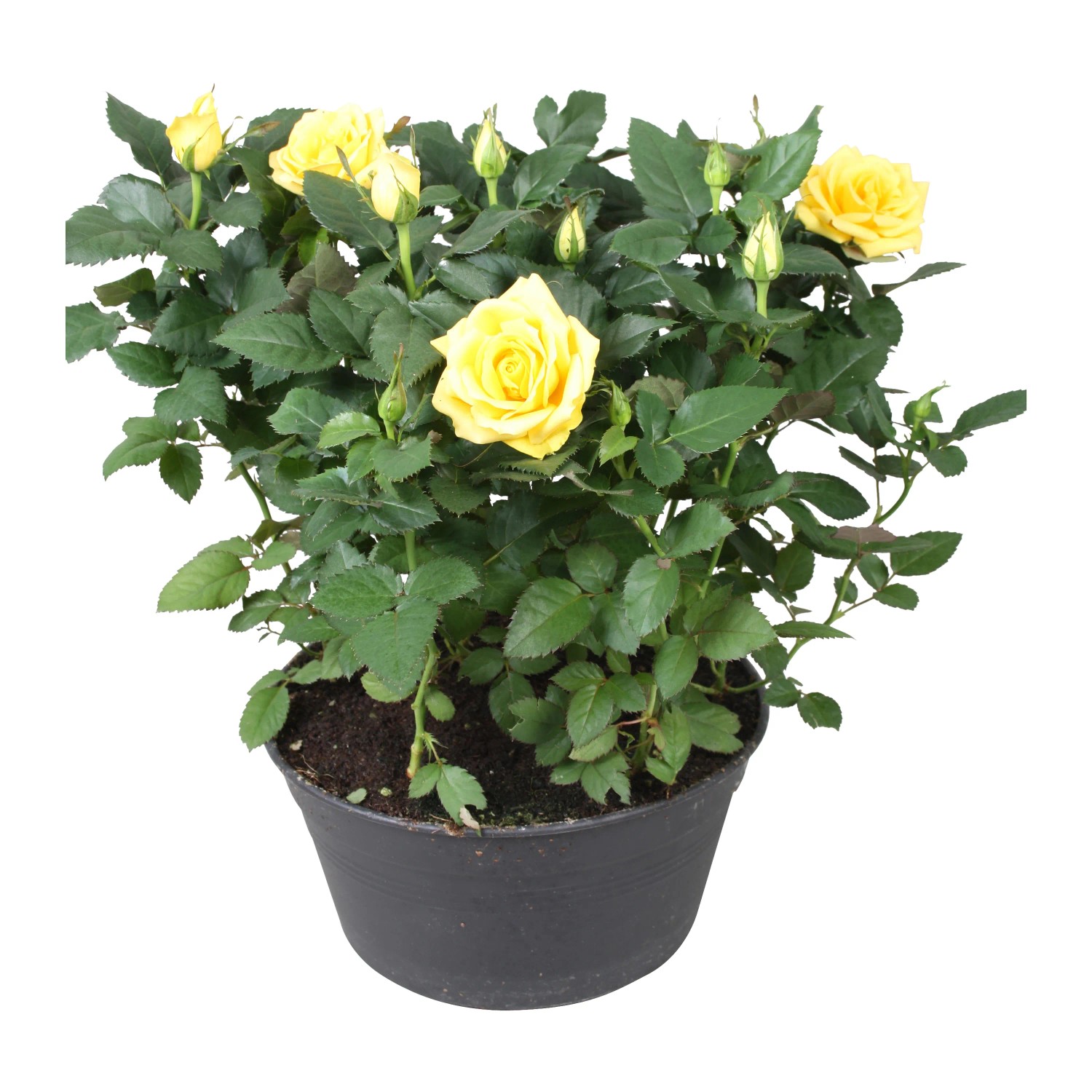Rose Schale Favourite Farbenauswahl Hhe ca. 30 - 50 cm Topf- ca. 20 cm  Rosa kaufen bei OBI