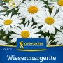 Kiepenkerl Wiesenmargerite, weiße Blüten mit gelber Mitte, ideal für Blumenwiesen.