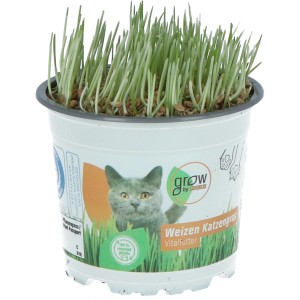 GROW by OBI Katzengras im Topf, grüne Halme. Vitalfutter für Katzen.