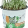 GROW by OBI Katzengras im Topf, grüne Halme. Vitalfutter für Katzen.