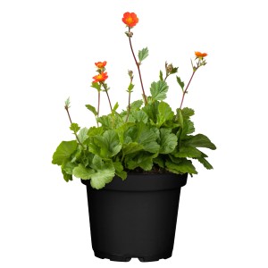 Nelkenwurz 'Samba Sunset' im Topf, orange-rote Blüten und grüne Blätter. Kübelpflanze für sonnige Standorte.