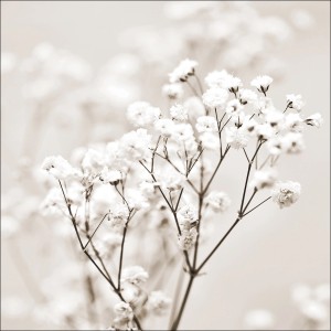 Pro Art Glasbild Meadow flower I 20 cm x 20 cm