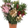 Oleander Busch mit rosa, weißen, roten und gelben Blüten im Topf, ca. 60-80cm hoch.