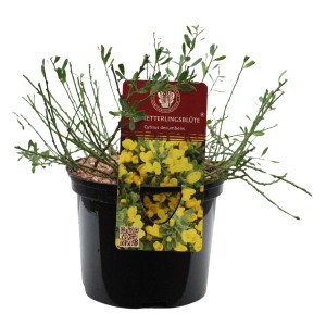 Gelber Kissenginster (Cytisus) im Topf, ca. 20-30 cm hoch. Blühende, insektenfreundliche Kübelpflanze.
