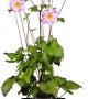 Rosa Herbst-Anemone (Anemone hupehensis) im Topf, ca. 20-30 cm hoch.