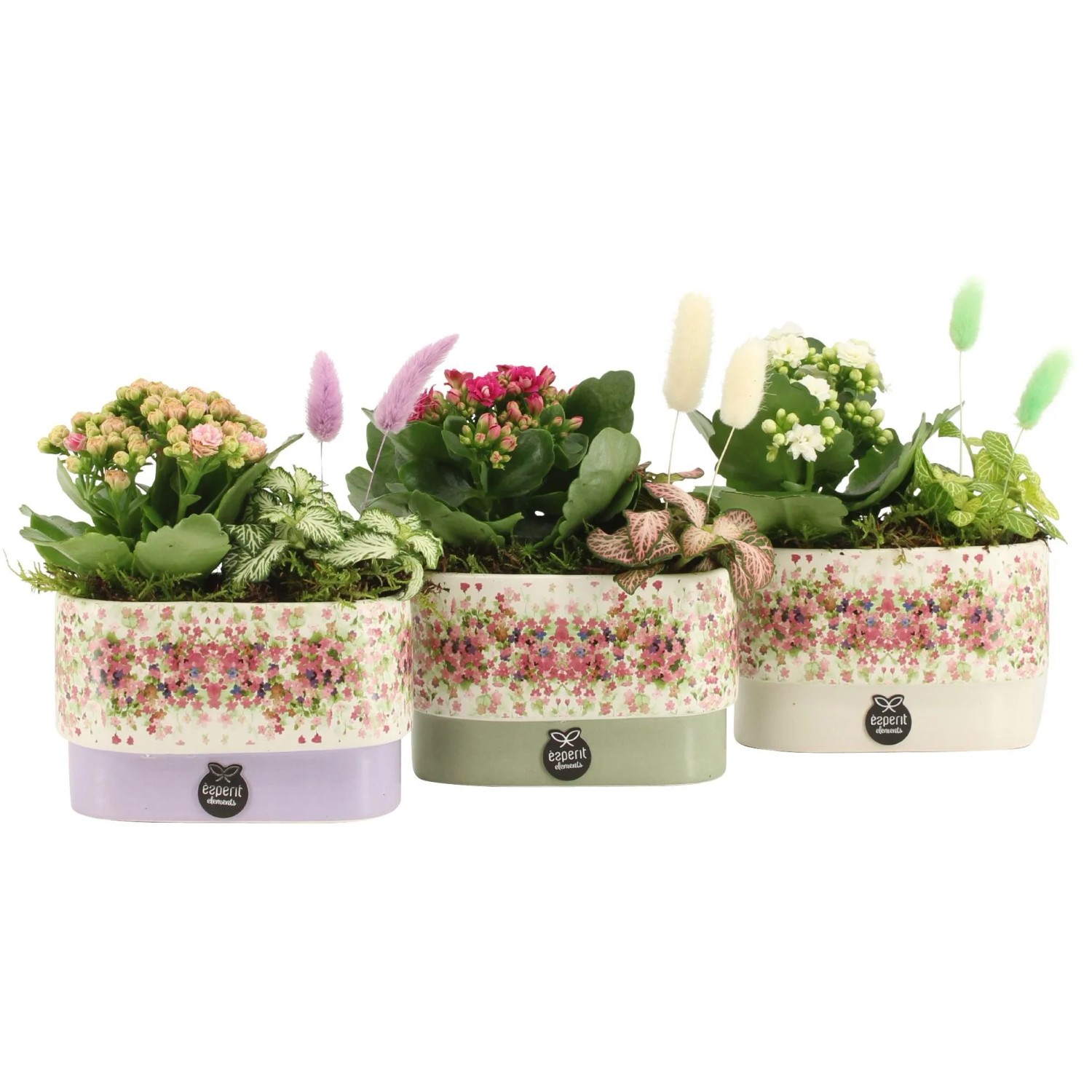 Zimmerpflanzen-Arrangement in ovaler Keramik Auswahl Topf- ca. 14 cm  kaufen bei OBI