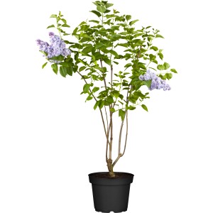 OBI Amerikanischer Flieder "James Macfarlane" Rosa Höhe ca.50-60 cm Topf ca.3,5l