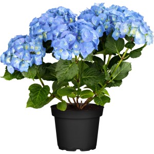 OBI Bauernhortensie "Happy Blue" Blau Höhe ca. 30 cm - 40 cm Topf ca. 5 l