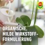 Gießen einer Orchidee mit Compo Orchideendünger für Wachstum und Blütenpracht.