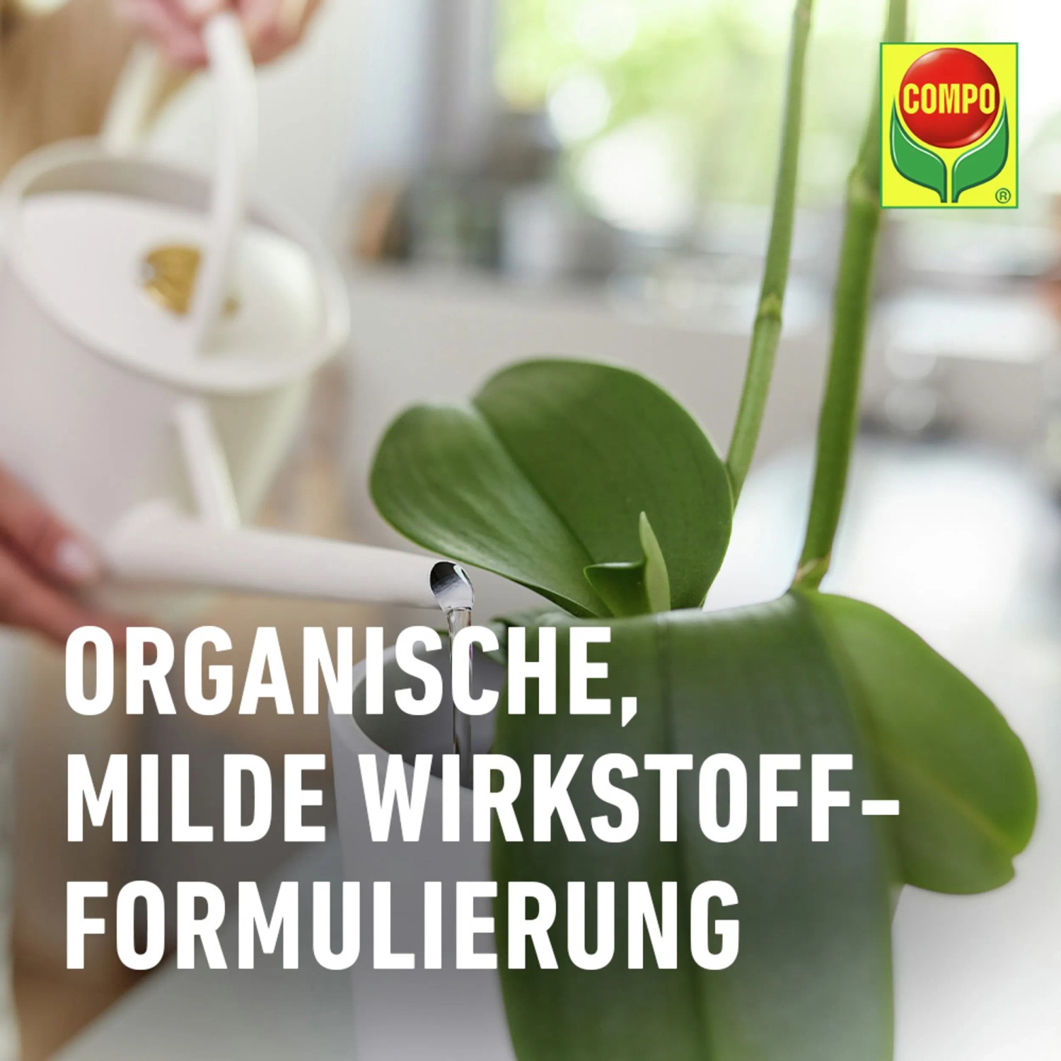 Gießen einer Orchidee mit Compo Orchideendünger für Wachstum und Blütenpracht.
