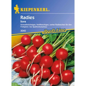 Kiepenkerl Radieschen 'Sora': Saatgut für rote, runde und knackige Radieschen.