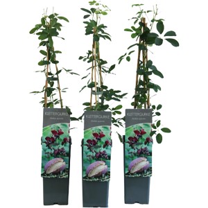 Fingerblättrige Akebie im Topf, ca. 40-60 cm hoch, Kletterpflanze für Garten & Balkon.