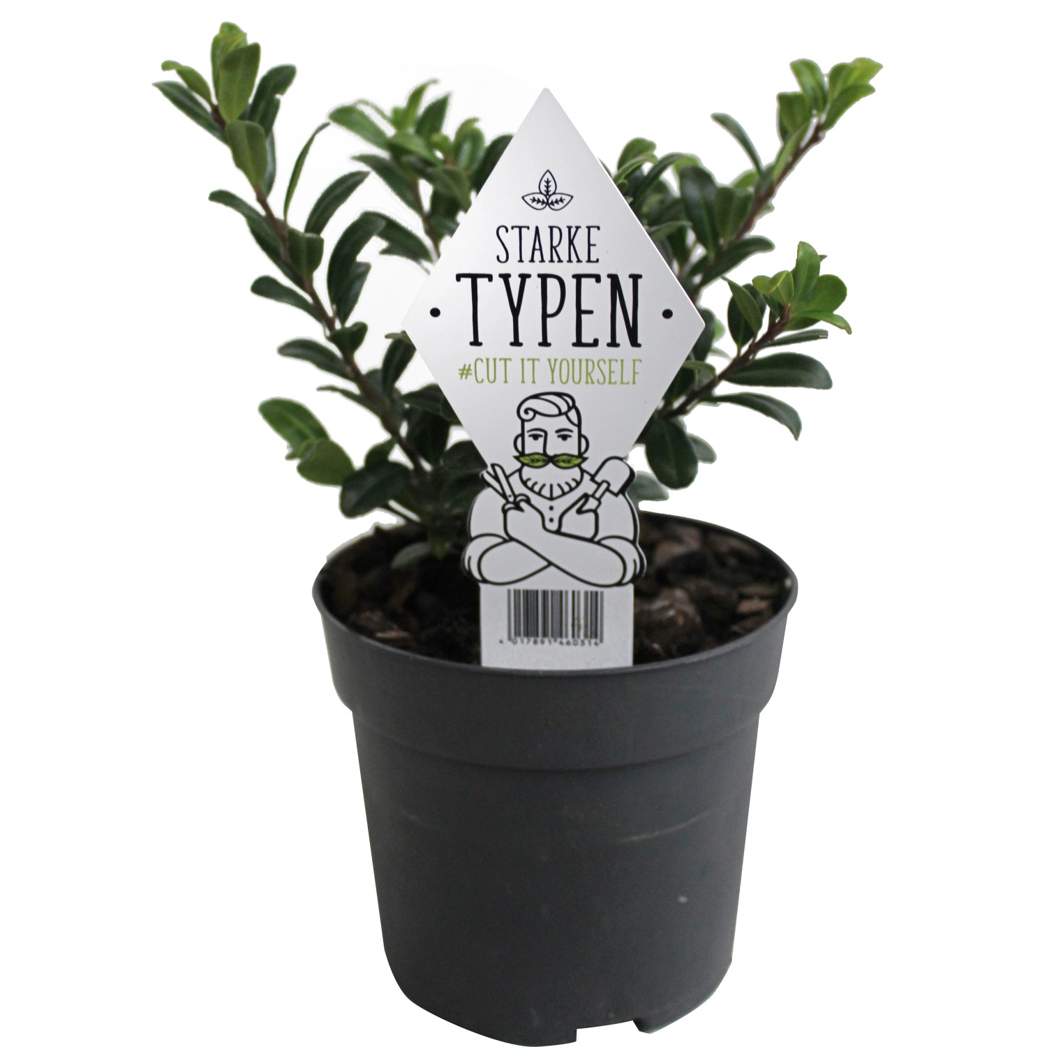 Japanische Stechpalme "Starke Typen" Busch Topf ca. 0,5 l Ilex crenata