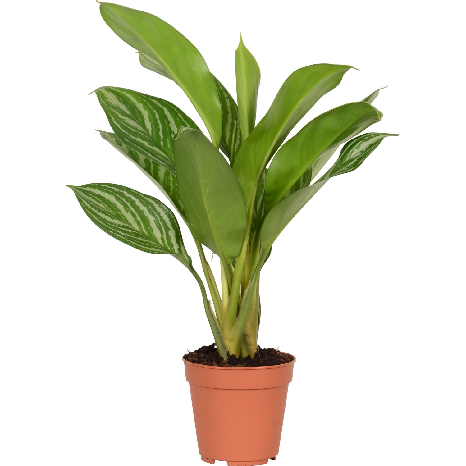 Kolbenfaden TopfØ ca. 12 cm kaufen bei OBI