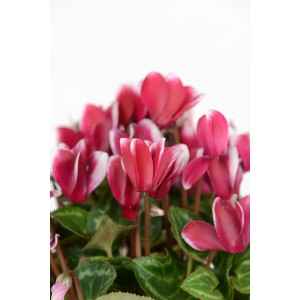 Zimmer-Alpenveilchen Fuji Weinrot im Topf, ca. 20-25 cm hoch, weinrote Blüten mit weißem Rand.