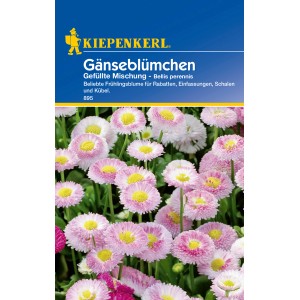 Kiepenkerl Gänseblümchen, gefüllte Mischung in verschiedenen Farben.