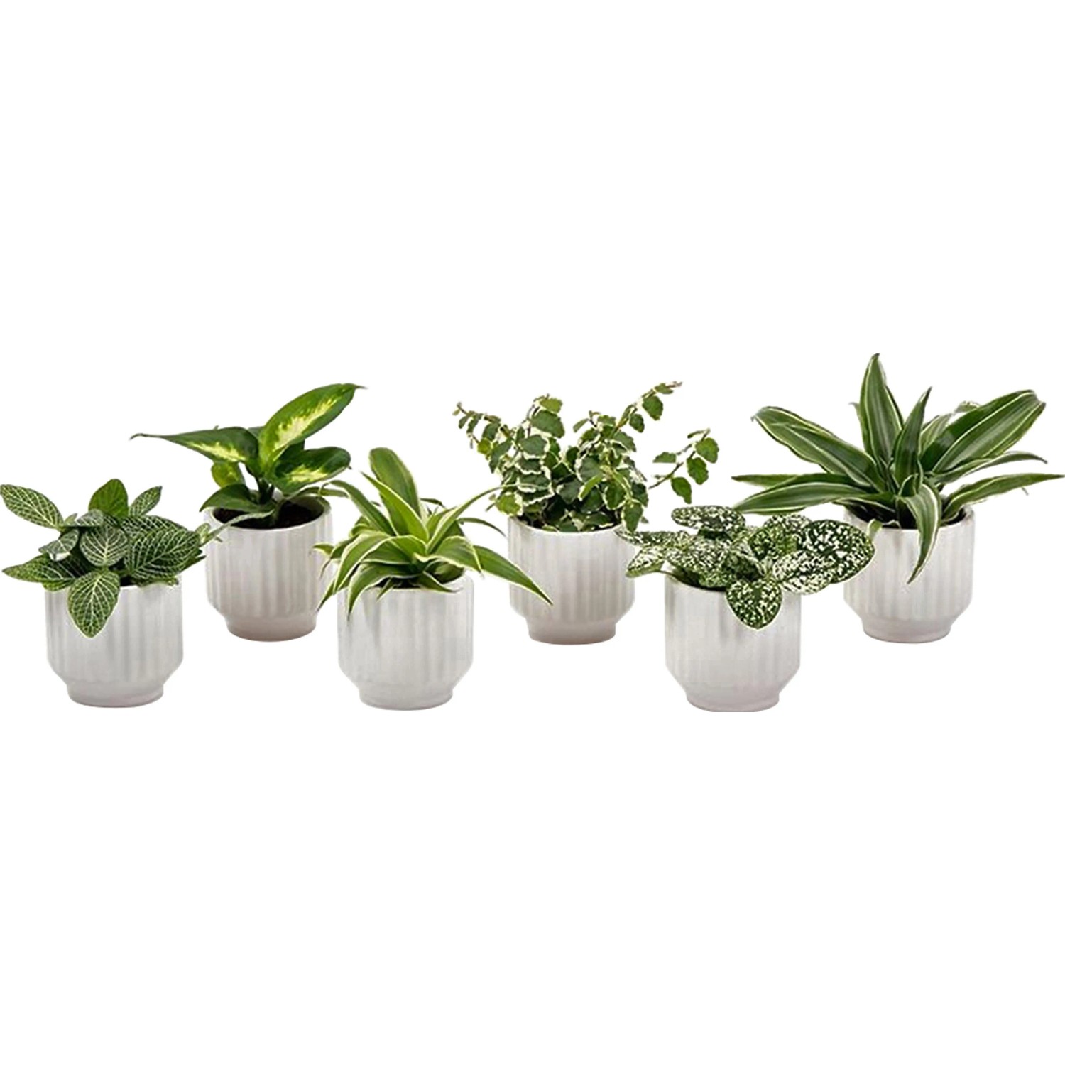 Mini-Grnpflanze in weier Keramik Topf- ca. 6 cm kaufen bei OBI