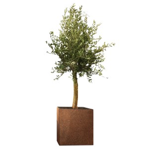 Olivenbaum "Florida" Set Corstenstahl-Kübel Topf-Ø ca. 60 cm x 60 cm x 60 cm