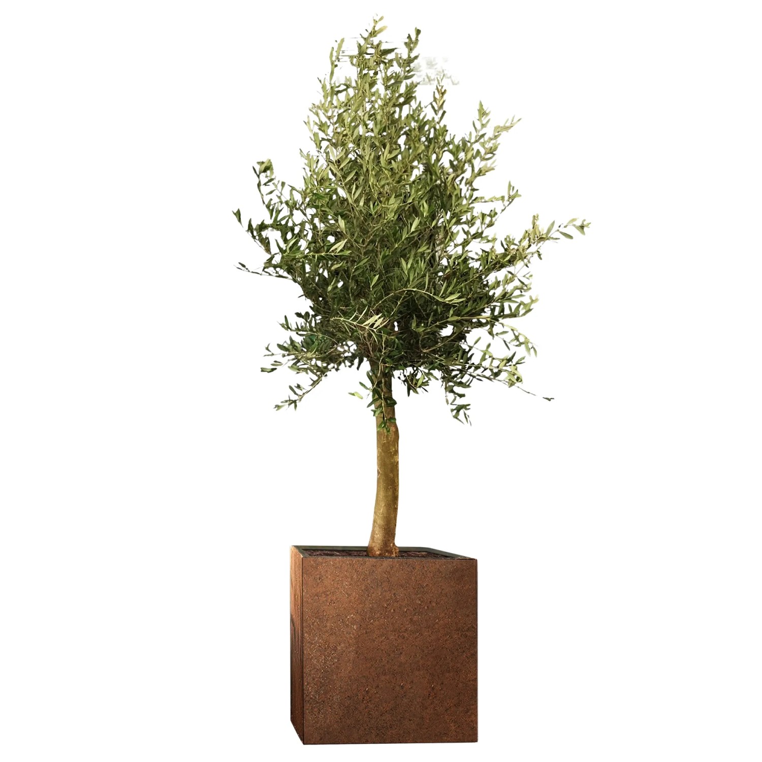 Olivenbaum "Florida" Set Corstenstahl-Kbel Topf- ca. 60 cm x 60 cm x 60  cm kaufen bei OBI