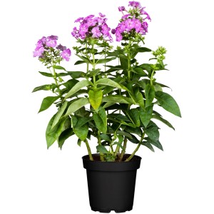 GROW by OBI Flammenblume (Phlox) im Topf, ca. 19 cm, mit lila Blüten.