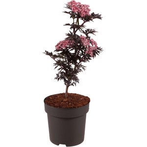 Säulen Holunder 'Laced Up' Höhe ca. 40 cm Topf 2,8 l Sambucus nigra 'Laced Up'