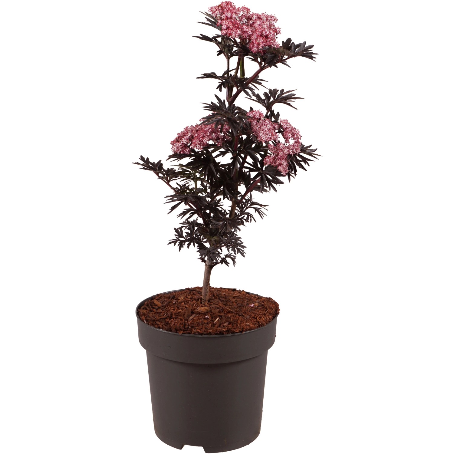 Sulen Holunder 'Laced Up' Hhe ca. 40 cm Topf 2,8 l Sambucus nigra 'Laced  Up' kaufen bei OBI
