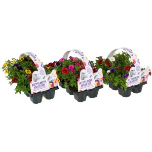 Zauberglöckchen Farbmischung im 6er-Pack, verschiedene Farben, ideal für Balkon und Terrasse.