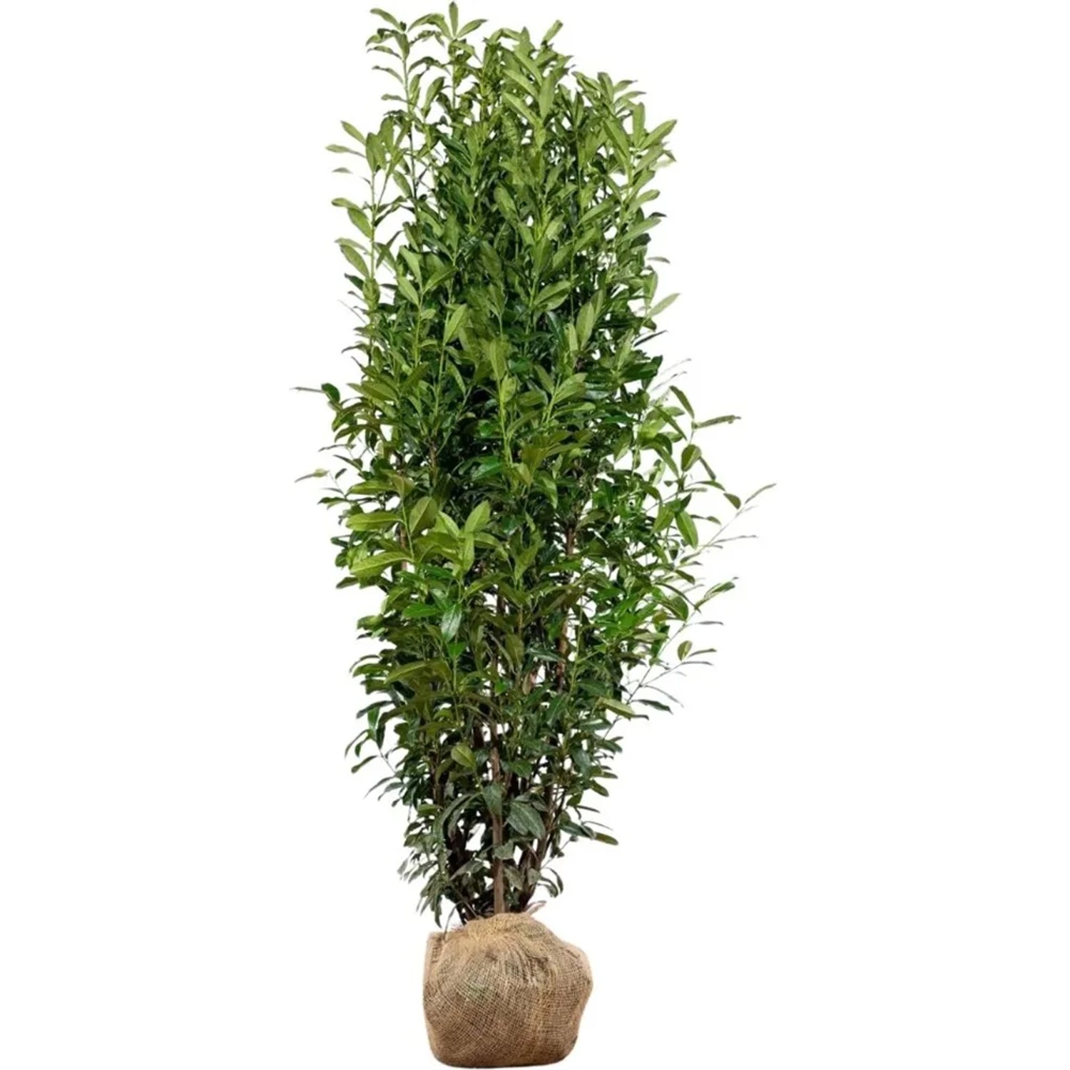 Kirschlorbeer "Genolia" Set  8 Stck Hhe ca. 200 - 225 cm Prunus  laurocerasus kaufen bei OBI