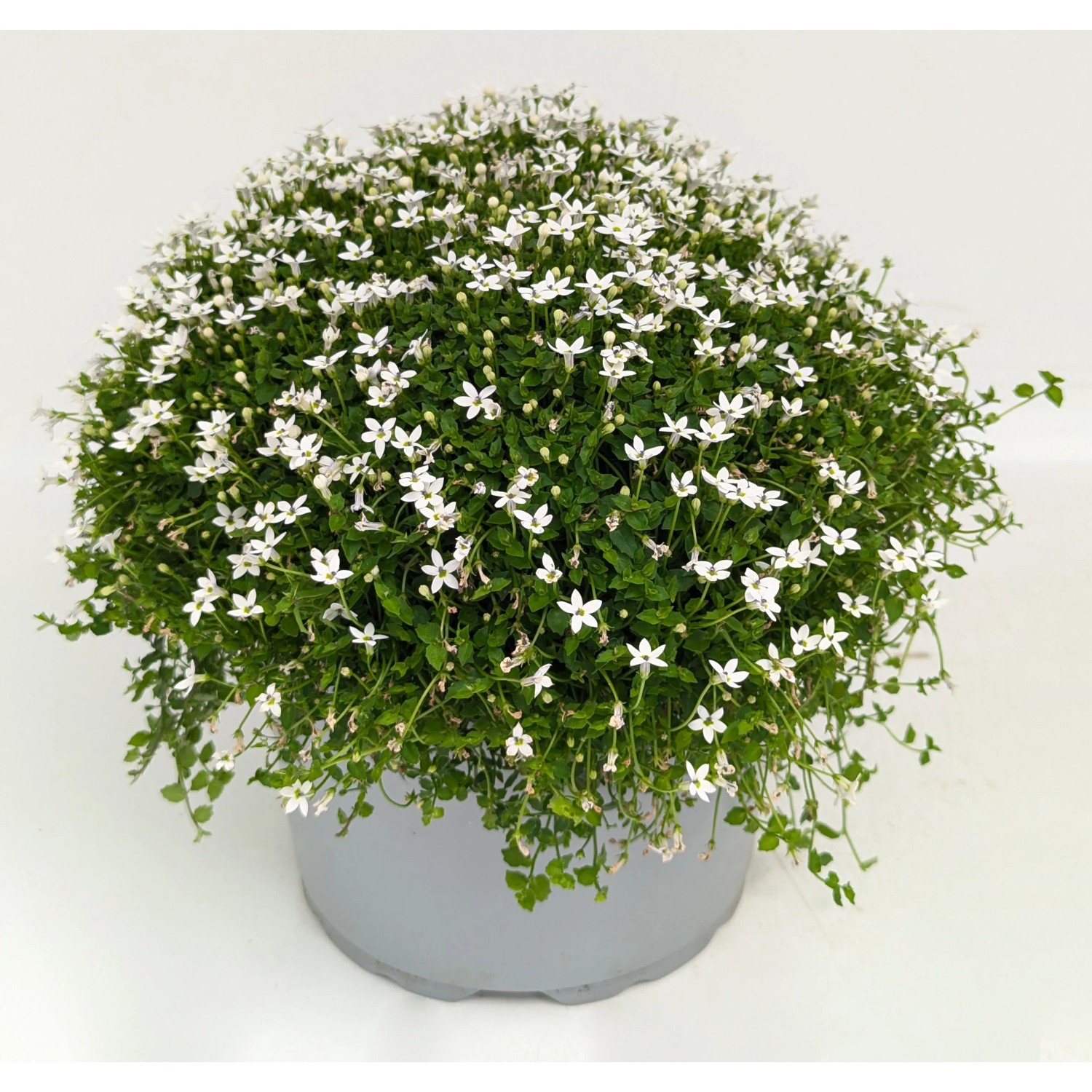 Blauer Bubikopf Combo It Topf- ca. 20 - 30 cm Isotoma fluviatilis kaufen  bei OBI