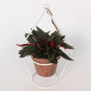 Metall-Ampel mit Blattpflanze (Peperomia caperata Rosso) im Terrakotta-Topf, Topf-Ø ca. 14 cm.