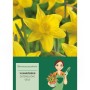 Gelbe Osterglocken (15 Stück) der Sorte Narcissus pseudonarcissus für den Frühlingsgarten.
