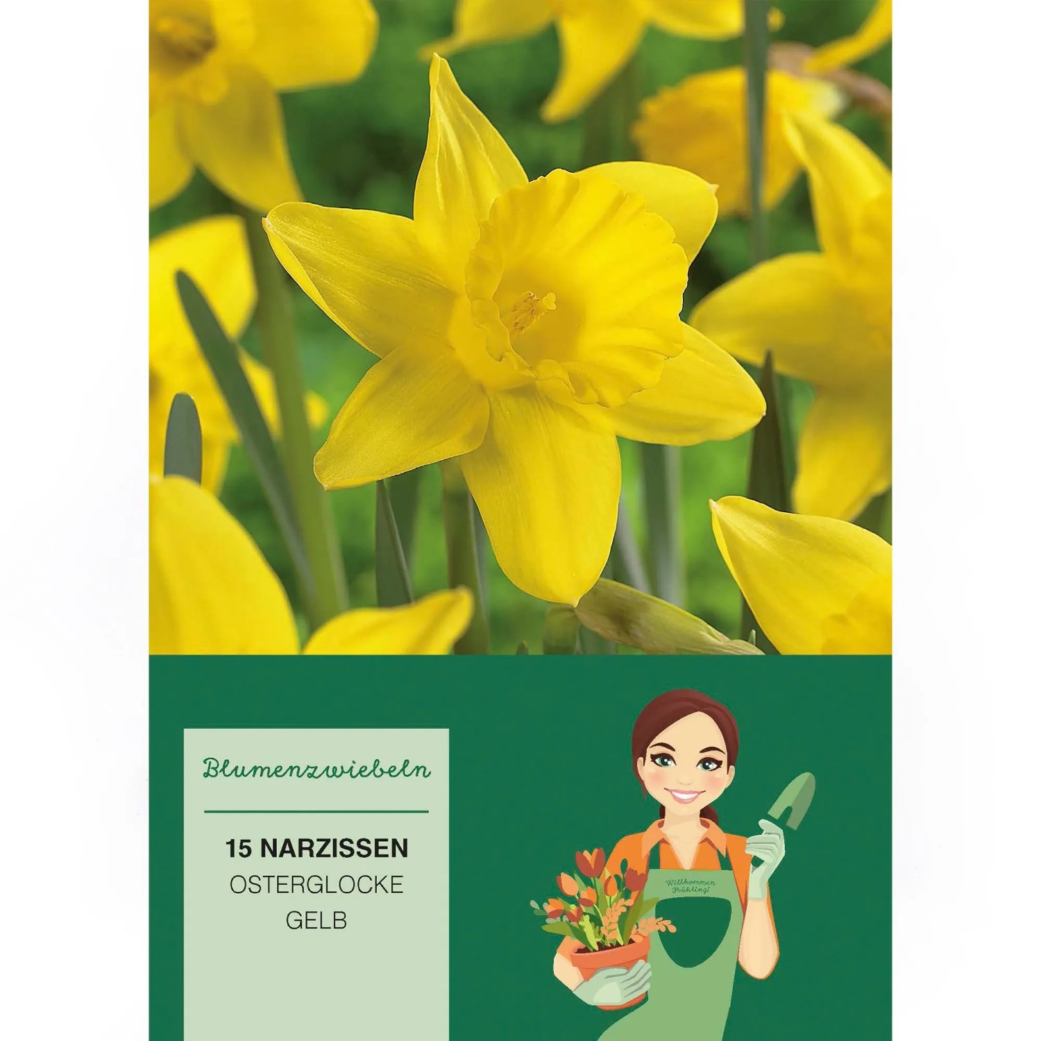 Gelbe Osterglocken (15 Stück) der Sorte Narcissus pseudonarcissus für den Frühlingsgarten.