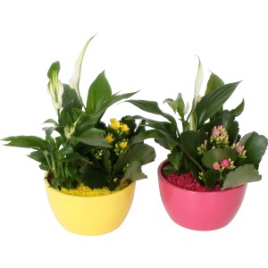 Arrangement mit Flammendem Käthchen, Einblatt in gelbem und pinkem Keramiktopf.