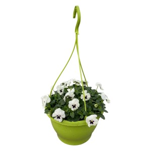 Hängende Horn-Veilchen Ampel mit weißen Blüten im grünen Topf. Ideal für Balkon und Terrasse.