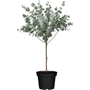 Eukalyptus Stamm im Topf, ca. 60-80 cm hoch. Eucalyptus gunnii Kübelpflanze mit silberblauem Laub.