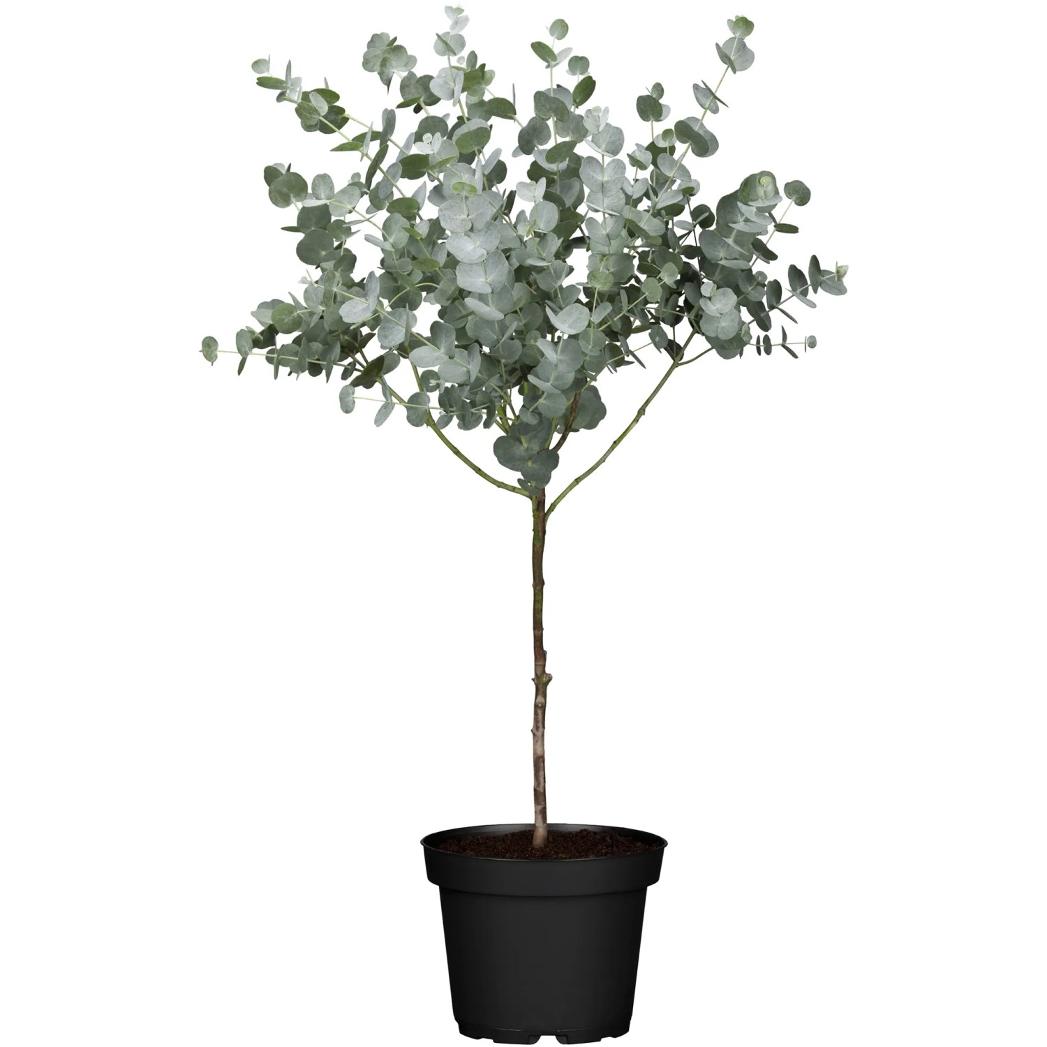 Eukalyptus Stamm Höhe ca. 60