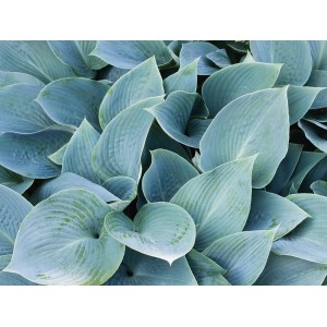Nahaufnahme der blau-grauen Blätter der Funkie (Hosta) im Topf. Dekorative Beet- und Terrassenpflanze.