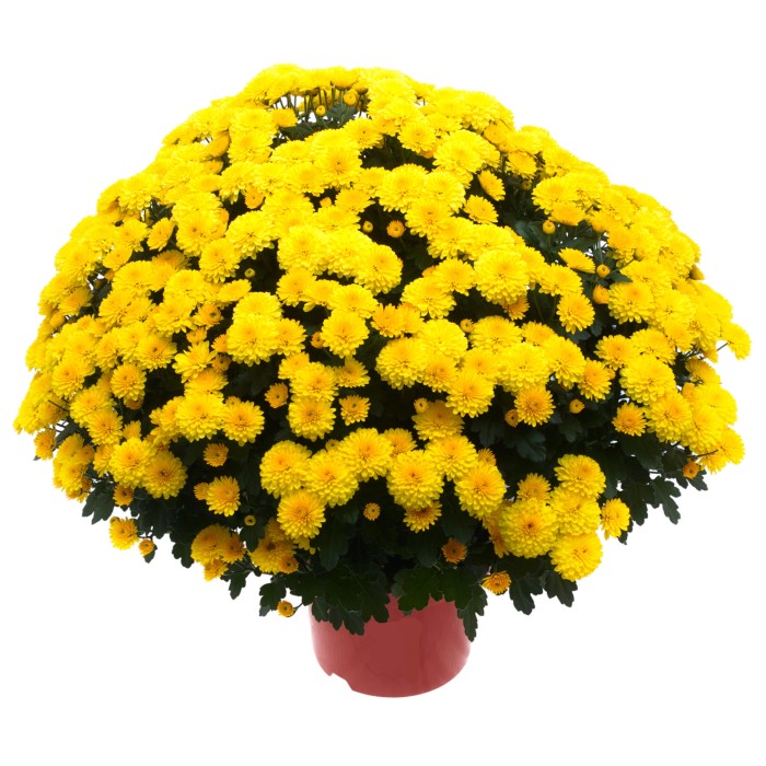 Chrysanthemen online kaufen bei OBI