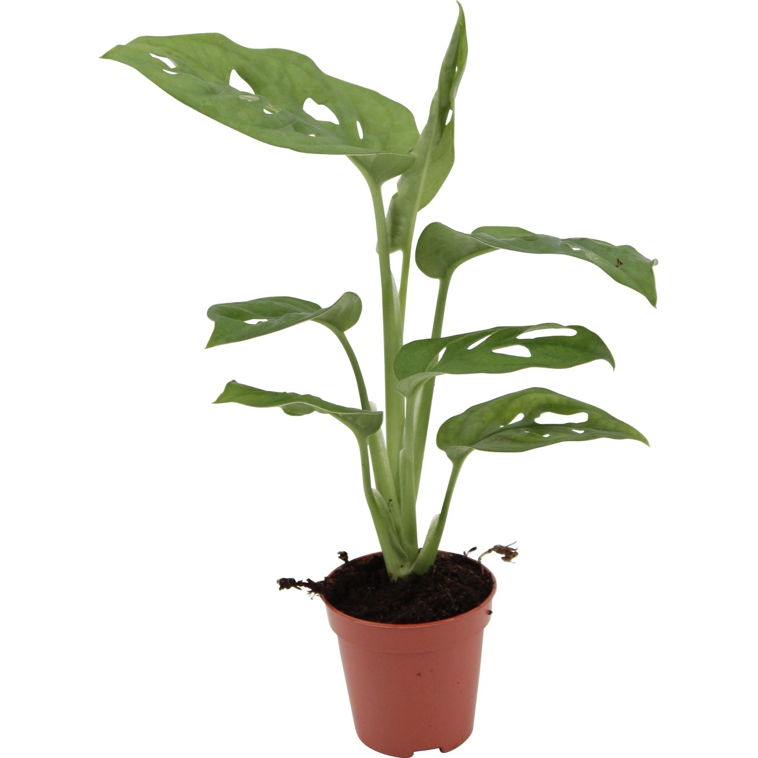 monstera granulat MONSTERA Premium Potting Mix