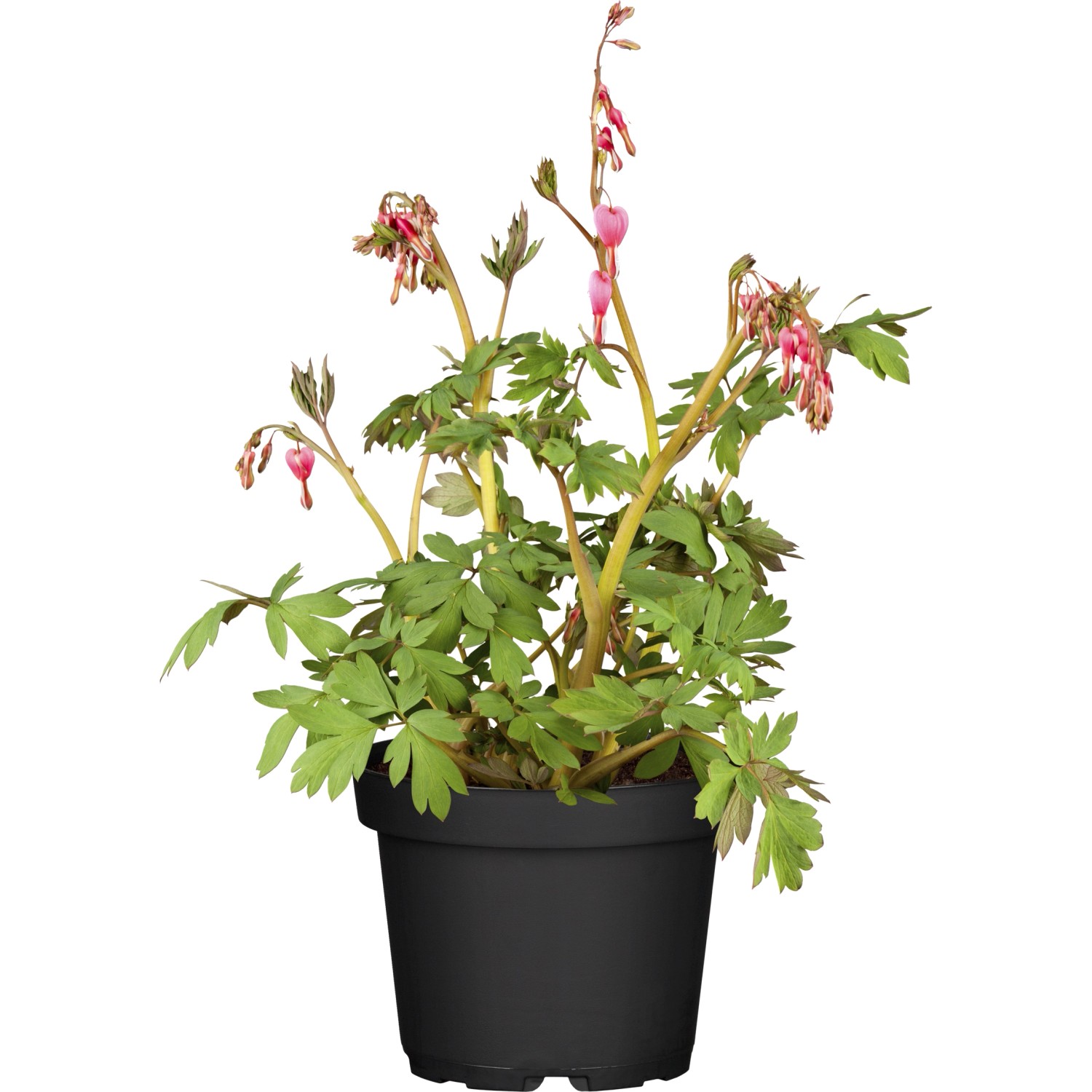 GROW by OBI Tränendes Herz Rosa TopfØ ca. 13 cm Dicentra kaufen bei OBI
