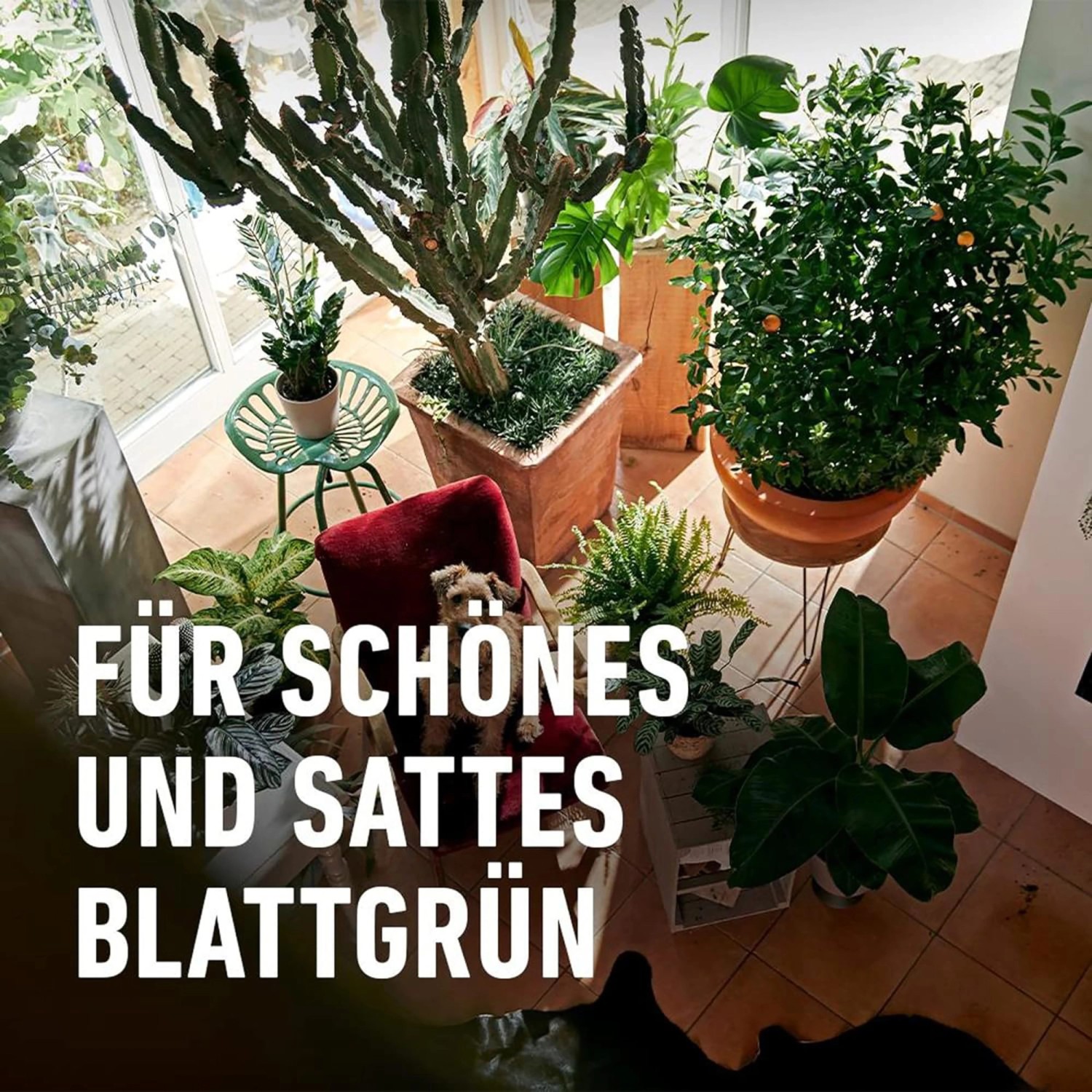 Compo Düngestäbchen für Grünpflanzen und Palmen mit Guano 30 Stäbchen_10