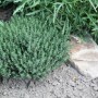 Blu Echter Thymian im Topf (ca. 12 cm) im Gartenbeet.