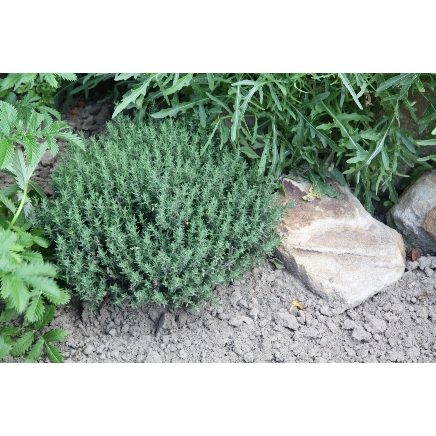 Blu Echter Thymian im Topf (ca. 12 cm) im Gartenbeet.