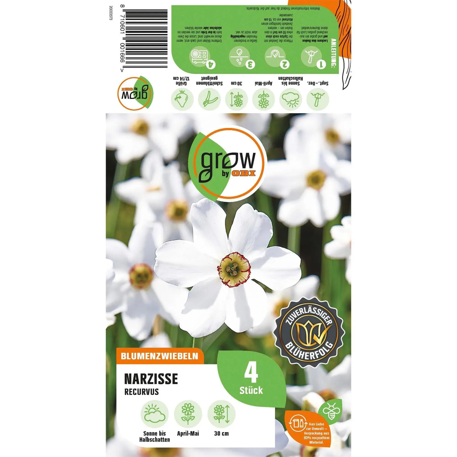 GROW by OBI Narzisse Recurvus, rot-weiße Blüten, 4 Stück. Blumenzwiebeln für Beet und Garten.