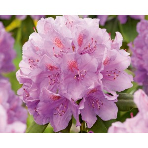 Violett blühender OBI Catawba-Rhododendron Grandiflorum im Topf.