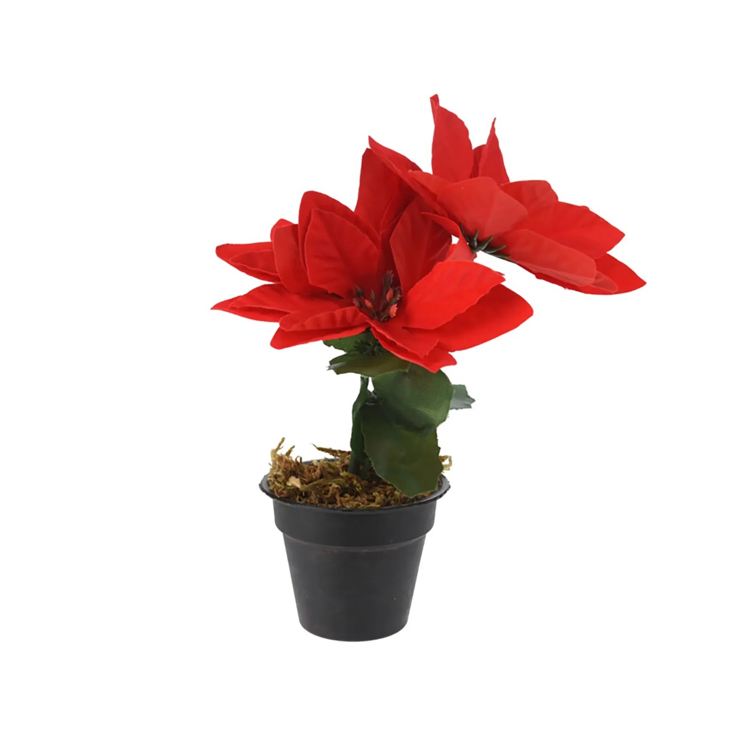 Weihnachtsblume in Schwarzer Topf 24 x 13 x 17 cm Rot kaufen bei OBI