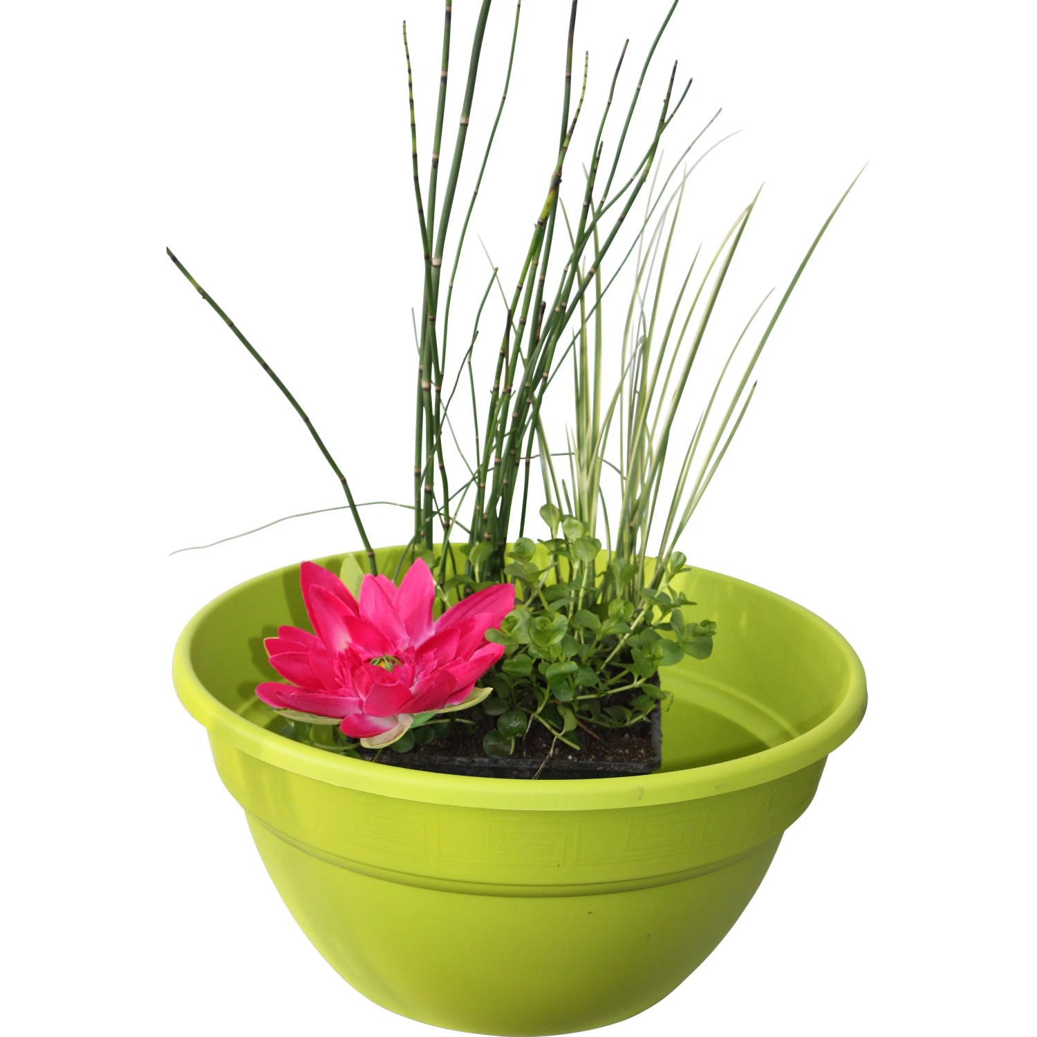 Wasserpflanzen-Mix im Korb (Ø 45cm) mit Seerose, Gräsern und grünen Blättern für den Gartenteich.