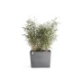 Ecopots Pflanztopf Paris Rollen Grau (HxBxT) 65 x 85 x 40 cm_2