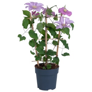 Waldrebe 'Boulevard' im Topf, ca. 50cm hoch, mit zartlila Blüten. Clematis Kletterpflanze.