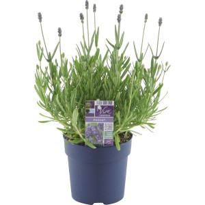 GROW by OBI Lavendel "Felice" Topf-Ø ca. 12 cm Lavandula angustifolia